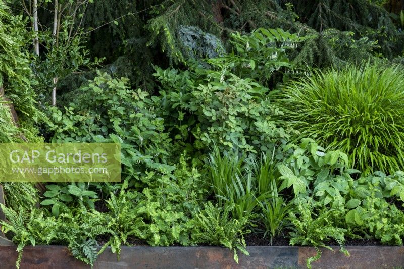 Shady garden bed with foliage plants, green themed border