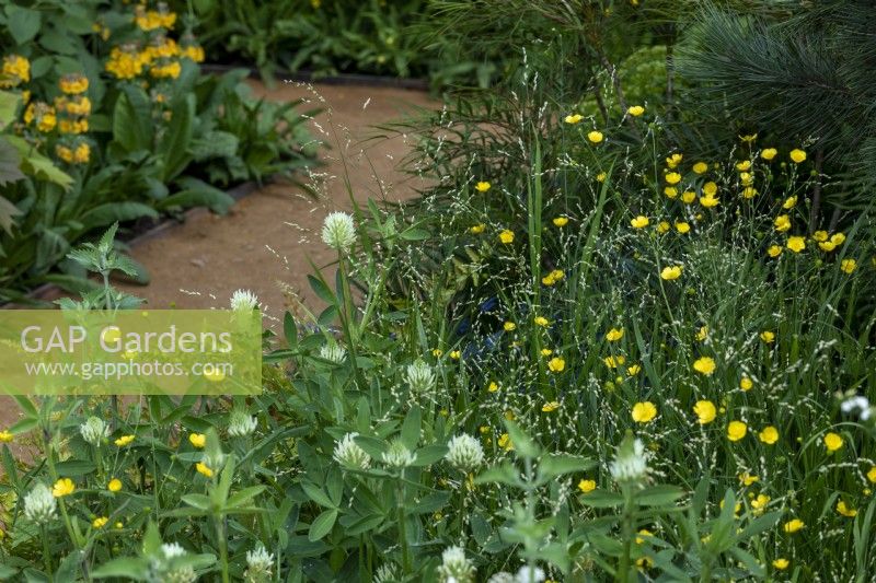 Shady garden border with wild flowers such as buttercups and clover beneath canopy of trees