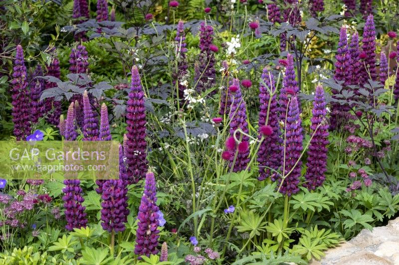 Lupinus 'Masterpiece' rise above mixed perennial border