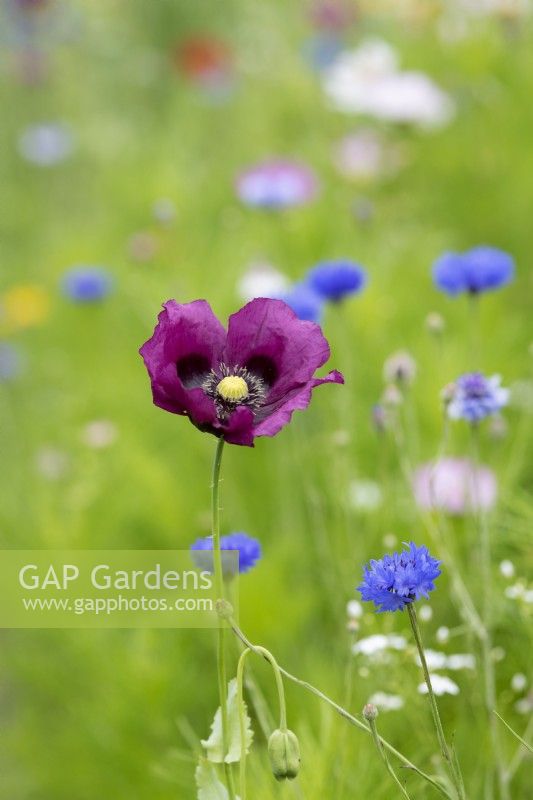 Papaver somniferum 'Dark Plum' - Opium Poppy 