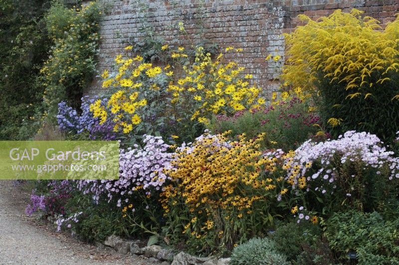 A late summer border with  Asters , Symphyotrichums, Michaelmas Daisies, Helianthus, Sunflowers,  Rudbeckias, Black-eyed Susans and Solidagos, Goldenrods.