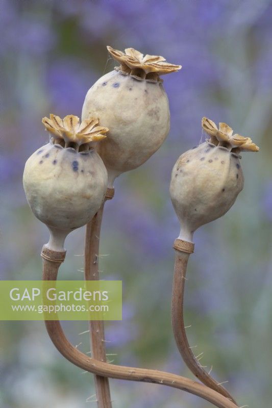 Papaver somniferum opium poppy dried seed pods