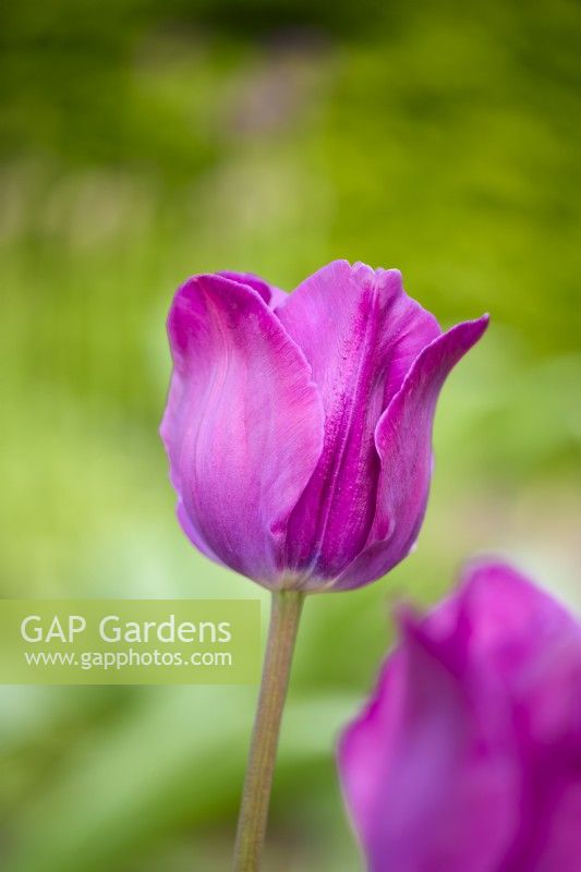 Tulipa 'Negrita' triumph tulip 