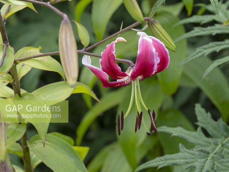 Lilium 'Scheherazade' - orienpet hybrid lily growing in garden border