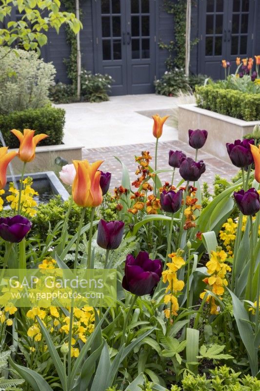 Tulipa 'Ballerina' and 'Queen of Night' in urban garden with contemporary garden office and gym

