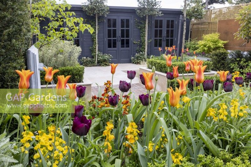 Tulipa 'Ballerina' and 'Queen of Night' in urban garden with contemporary garden office and gym