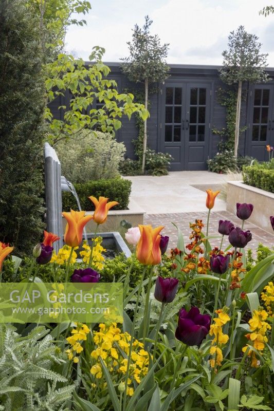Tulipa 'Ballerina' and 'Queen of Night' in urban garden with contemporary garden office and gym
