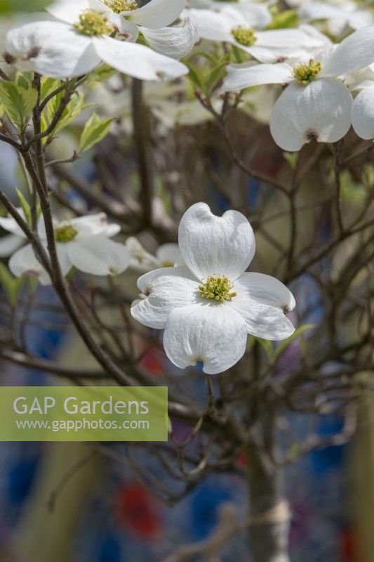 Cornus florida 'Cherokee Princess' - White Flowering Dogwood