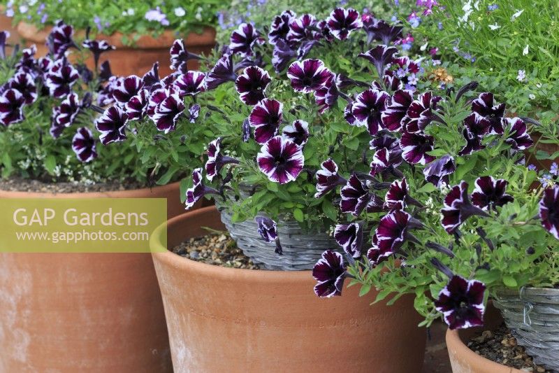 Purple and white petunias in long tom terracotta pots.