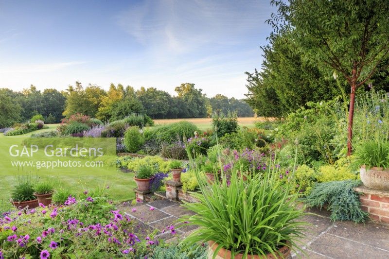 View from the top of the terrace at sunrise looking along the garden and across the ha-ha into the surrounding field. Plants in the foreground include Geranium 'Patricia', creeping juniper (Juniperus horizontalis cv.), Prunus serrula,  Alchemilla mollis,  Echinops ritro, phlox, salvias, and agapanthus in bud  in the terracotta pots.
