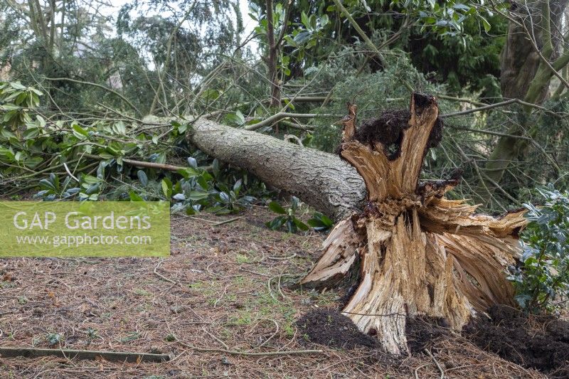 Fallen tree - Tsuga canadensis - in Adrian's Wood blown over by storm Eunice in February 2022, The Bressingham Gardens, Norfolk
