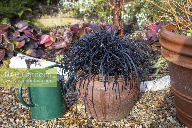 Ophiopogon planiscapus 'Nigrescens' in a container with watering can - February