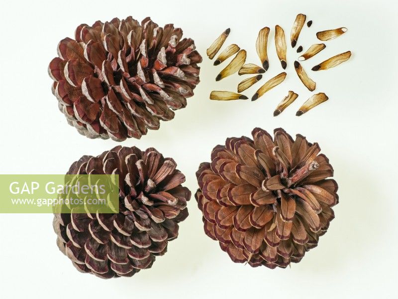 Pinus Radiata - Monterey Pine cones and seeds 