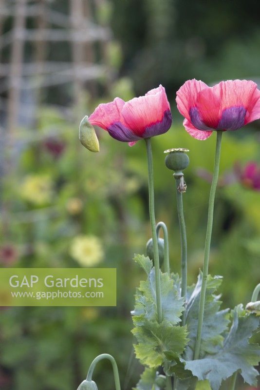 Papaver somniferum - Opium poppy