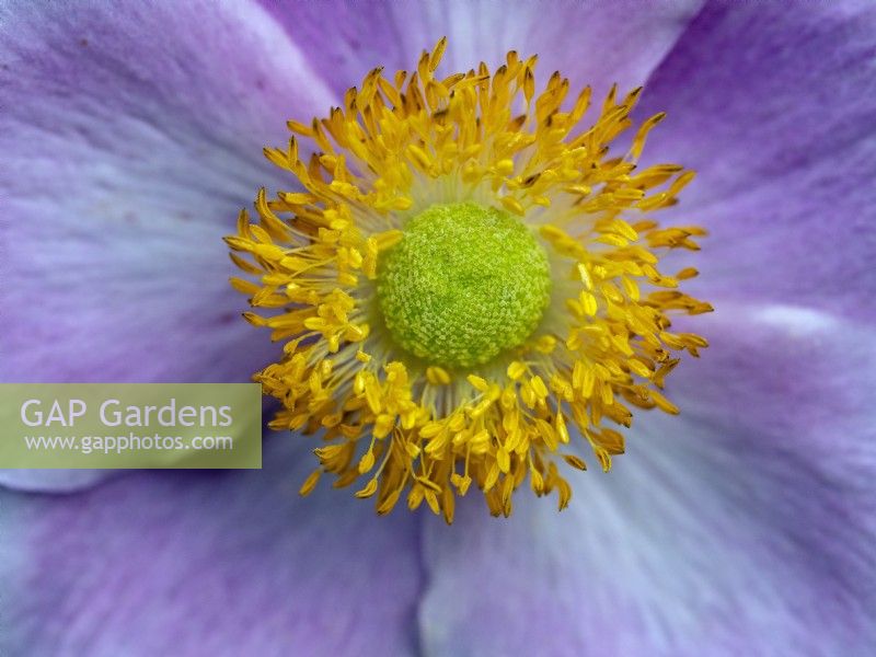 Anemone hupehensis japonica - Japanese Anemone Norfolk garden July
