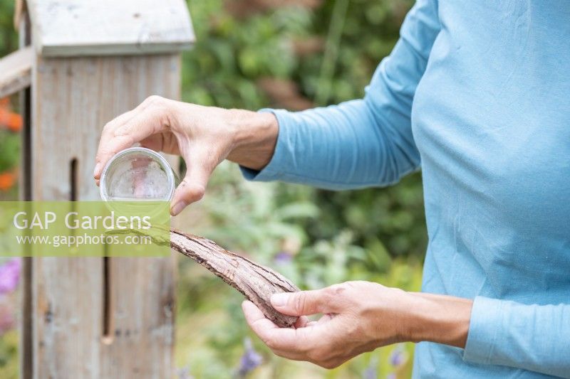 Woman pouring sugar water on bark to help attract butterflies