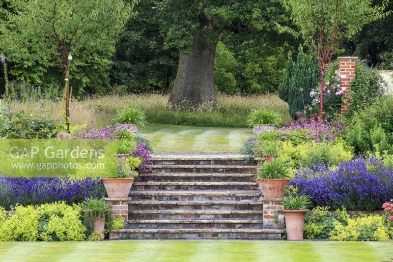 Broad set of steps from the striped lawn and herbaceous borders into the woodland beyond.  Plants include lavender, Lavandula angustifolia 'Hidcote',  Geranium 'Patricia', Alchemilla mollis Prunus serrula, and agapanthus in bud in the terracotta pots.