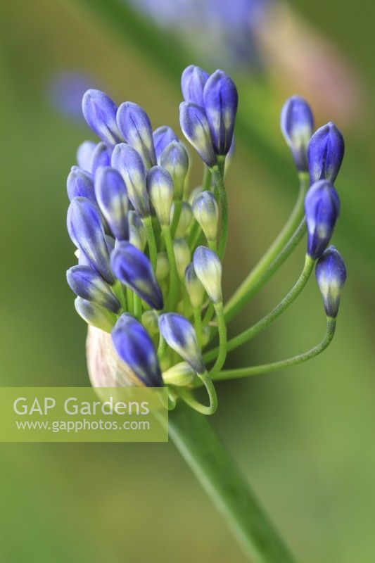 Blue Agapanthus in bud.
