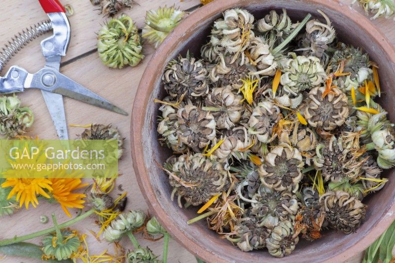 Calendula - Picked pot marigold seed heads