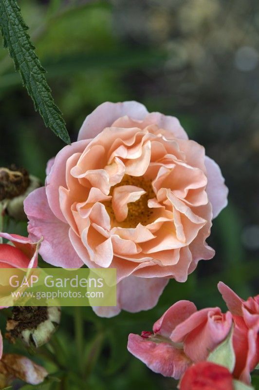 Rosa 'Marie Curie' rose
