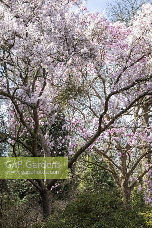 Magnolias and Cherries in full bloom at Savill Garden, Windsor, Spring