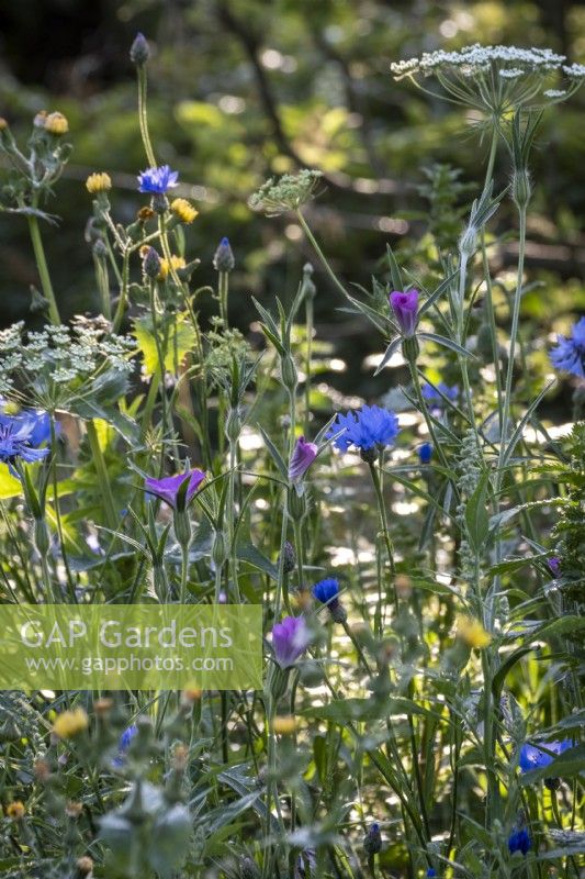 Detail of wild flower meadow in summer with cornflower, corncockle and Ammi majus