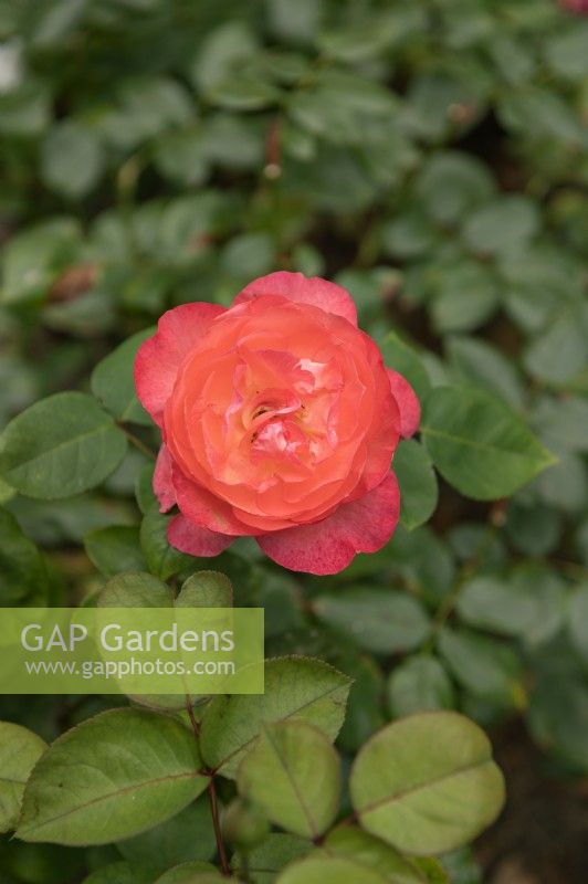 Rosa 'Aachener Dom' rose
