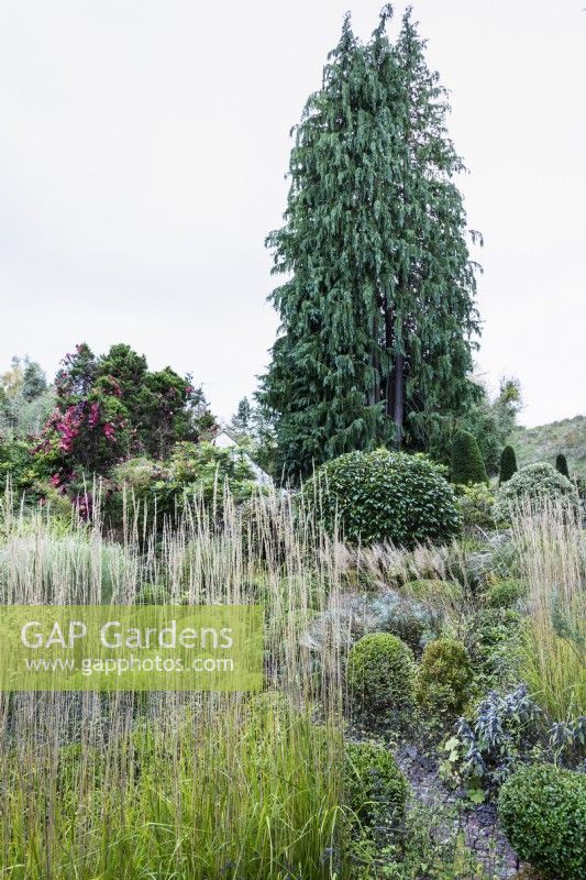 A tall conifer looms over a formal garden in November, featuring clipped box and ornamental grasses including upright Calamagrostis x acutiflora 'Karl Foerster'.