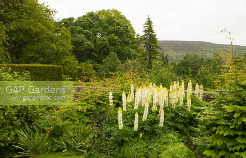 Lupinus 'Yellow Chandelier' on a terrace and the view to Simon's Seat at Parcevall Hall Gardens in June