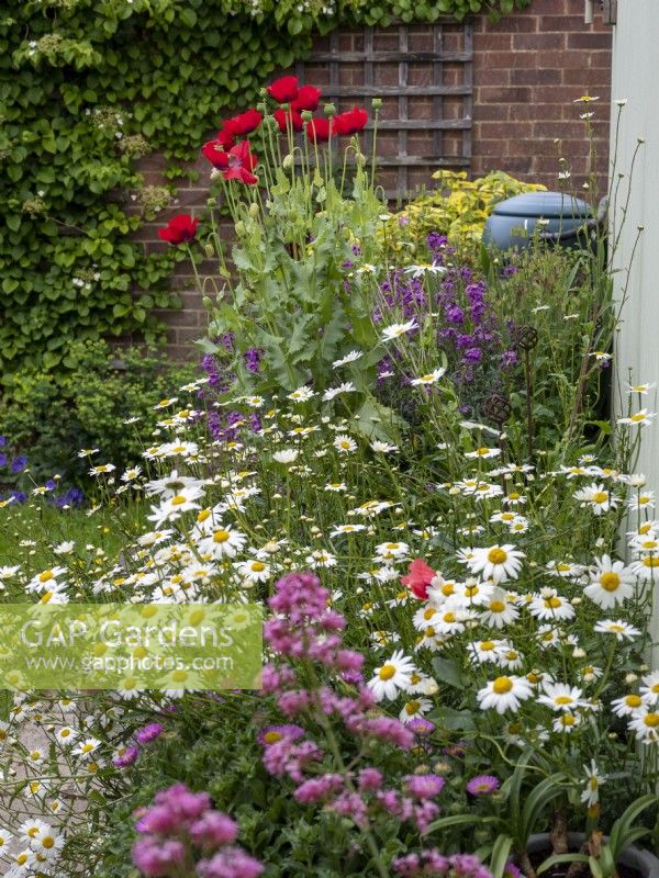 Spring border showing rainwater butt with native valarian, oxeyed daisy, poppies and perennial wallflowers