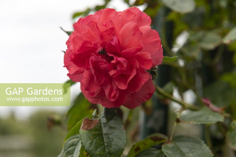 Rosa 'Rosarium Uetersen' rose