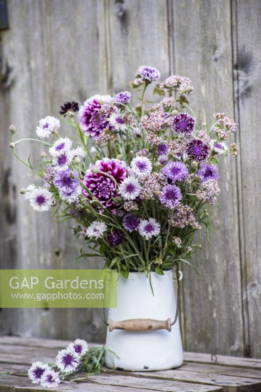White and purple Centurea cyan's - Cornflowers arranged in white enamel jug with dahlias and oregano flowers