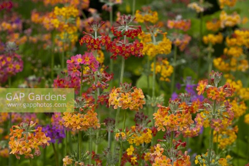 Multi-coloured Primula Harlow Carr Hybrids - Candelabra Primula in the water garden at Newby Hall Gardens