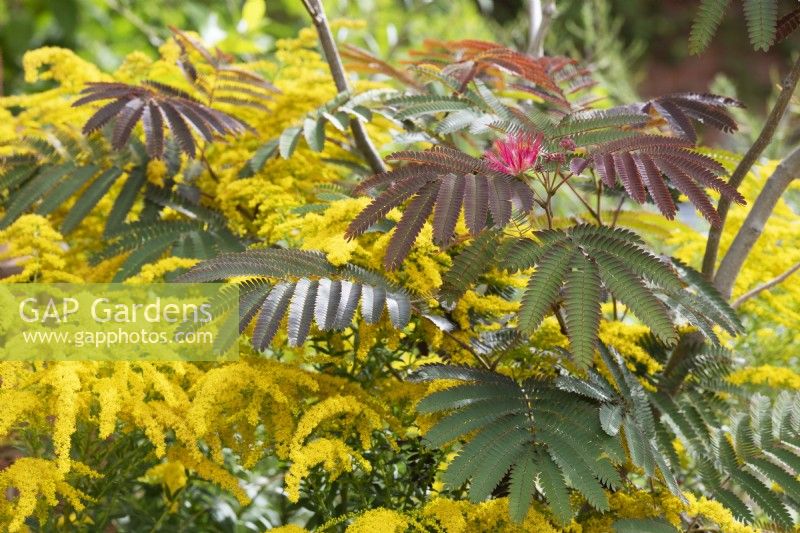 Albizia julibrissin 'Evys Pride' and Solidago 'Foxbrook Fountain' - Silk tree foliage and Goldenrod flowers