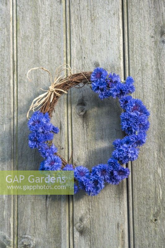 Rustic wreath decorated with flowers of Centurea cyanus against wooden background