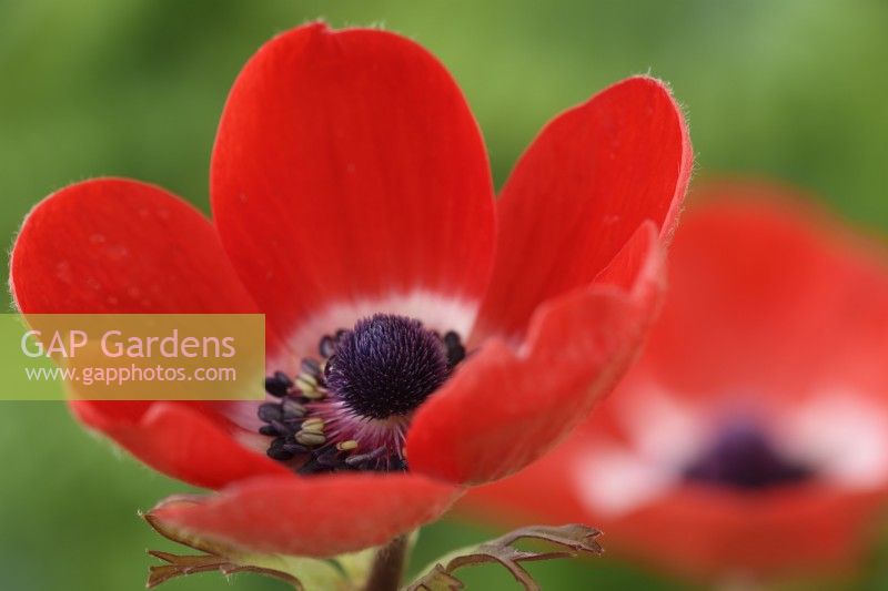 Anemone coronaria  De Caen Group  'Hollandia'  Garden anemone  April
