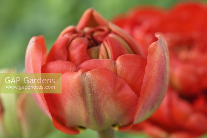Tulipa  'Miranda'  Tulip bud starting to open  Double Late Group  April
