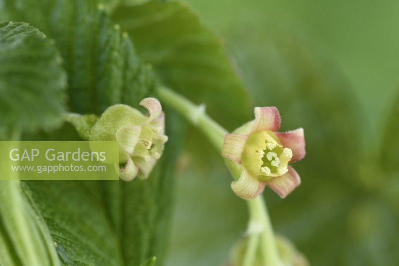 Ribes nigrum  Blackcurrant flower  April
