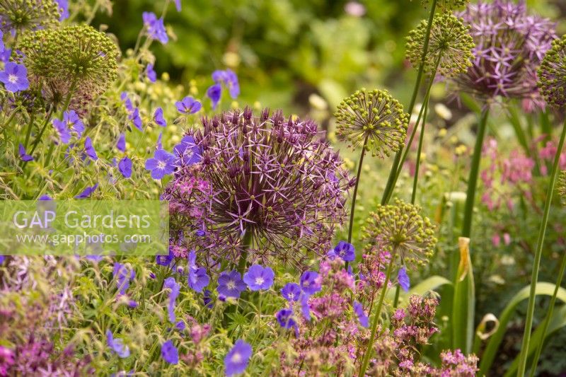 Allium 'Cristophii' surrounded by blue hardy geraniums in Sylvia's Garden at Newby Hall Gardens.