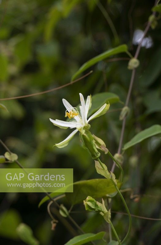 Passiflora Galbana - Passion flower