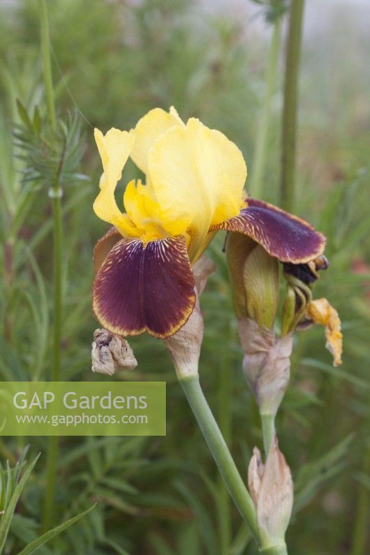 Yellow and burgundy Iris 'Rajah'