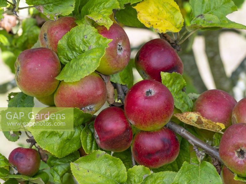 Malus domestica - Apple 'Norfolk Beefing'