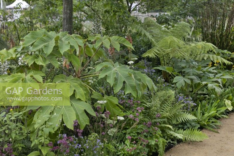 Tetrapanax papyrifer 'Rex' in the 'Iconic Horticultural Hero Garden - Sarah Eberle' at RHS Hampton Court Palace Garden Festival 2022