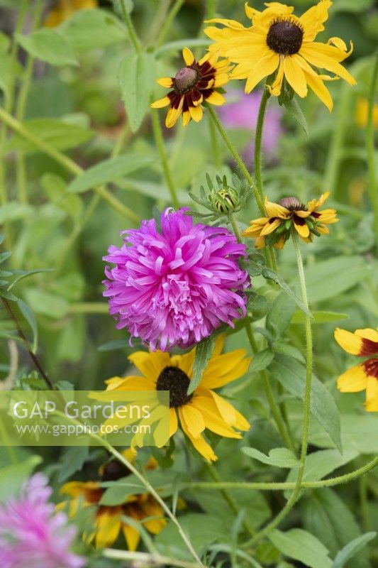 Callistephus chinensis and Rudbeckia - Aster Ostrich Feather and Coneflowers