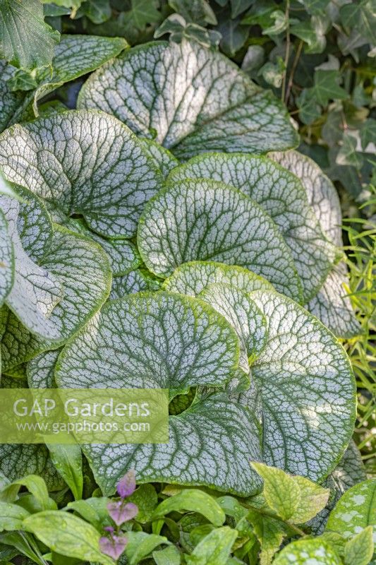 Brunnera macrophylla 'Jack The Giant' variegated foliage in Autumn - September
