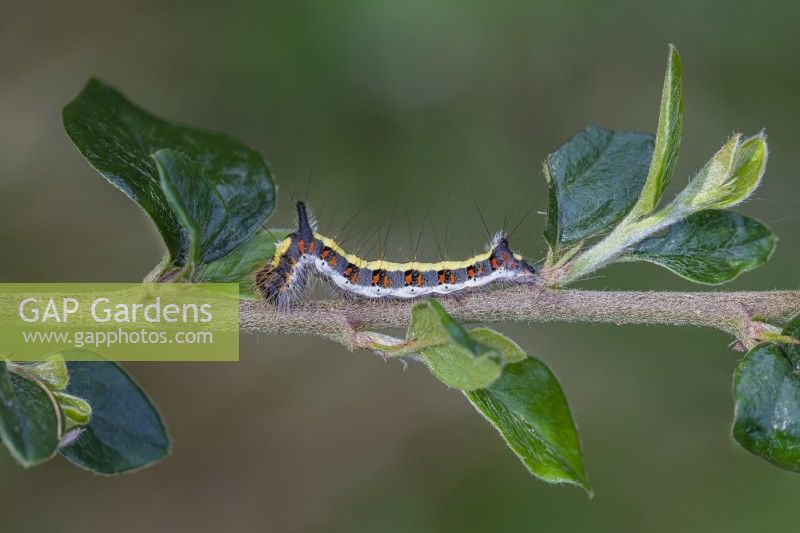 Acronicta psi caterpillar on a branch in Autumn - September