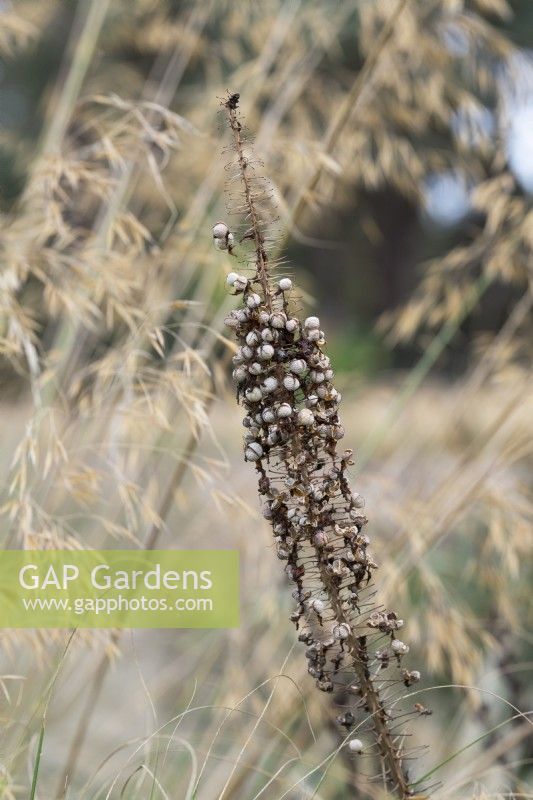 Eremurus -  Foxtail lily seed pods 