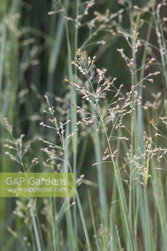 Panicum virgatum 'Shenandoah' - Switch grass