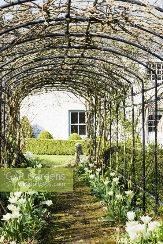 Agriframes pergola underplanted with white tulips in March