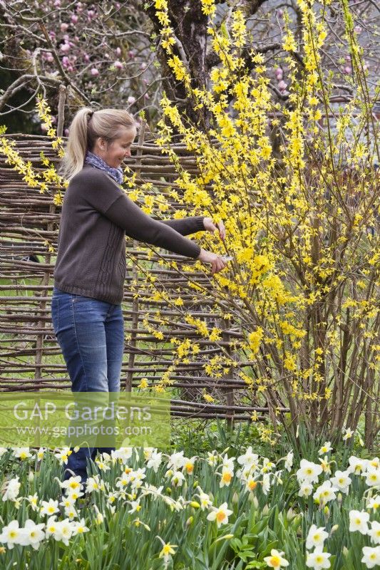 Woman cutting branches of forsythia for an arrangement.